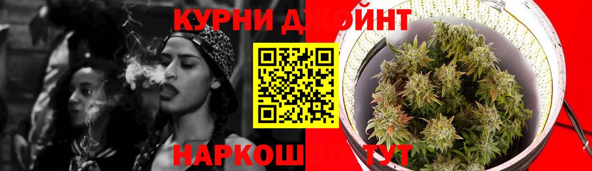 Канабис сатива Волхов